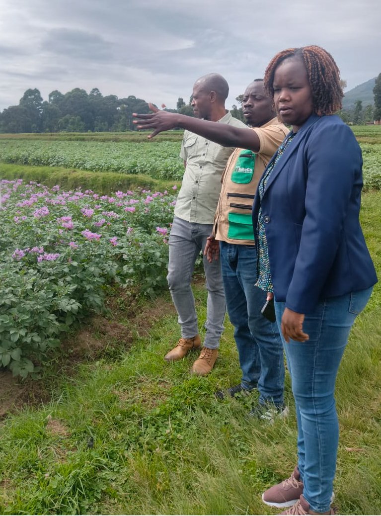 HoReCo_Rw's tweet photo. Today, Dr. @umflora, the Acting Director General of @RwandaAgriBoard, conducted an official visit to the RAB/Kinigi site. Following a guided tour of the farm, she highly commended the strong performance demonstrated at the HoReCo farm and its significant contribution to the multiplication of quality potato seed.

She encouraged HoReCo to sustain and further strengthen this professional approach, emphasizing its critical role in advancing RAB’s mandate to produce and disseminate certified, high-quality potato seed, thereby enhancing productivity and resilience across the potato value chain.

The farm currently hosts the following potato varieties: Kinigi, Cyerekezo, Gikungu, Kirundo, Ndamira, and Cruza, in support of RAB’s mandate to deliver certified seed and strengthen the potato value chain.