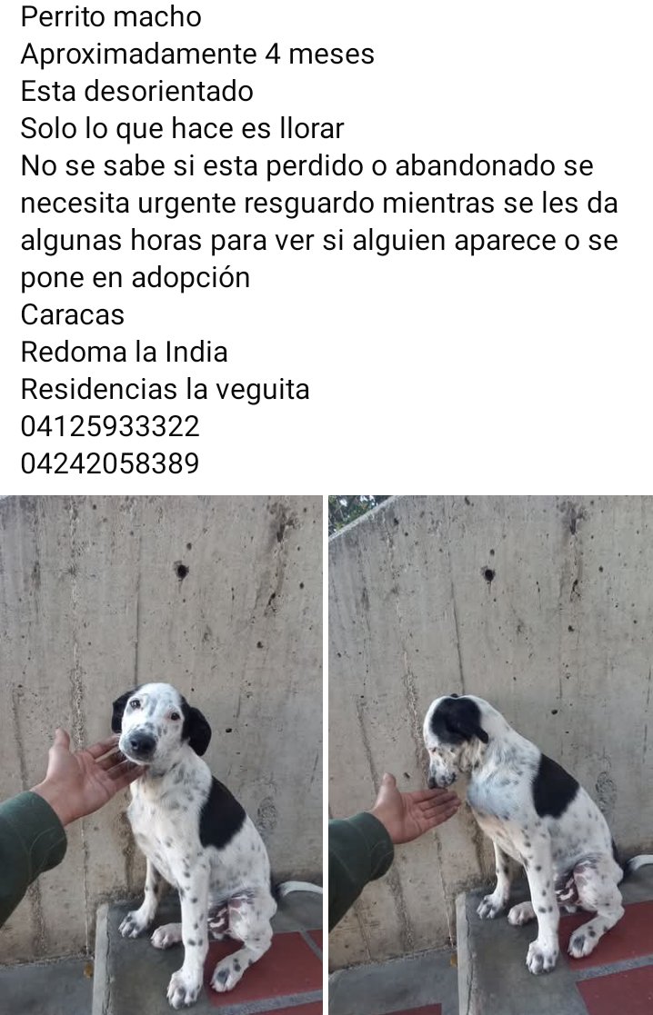 Reporta <a href="/NotiPolito/">NotiPolito</a>: 🚨REDOMA LA INDIA, EL PARAÍSO, CARACAS. AYUDEN A ESTE PERRITO PARECE PERDIDO... 
República Bolivariana, UCAB