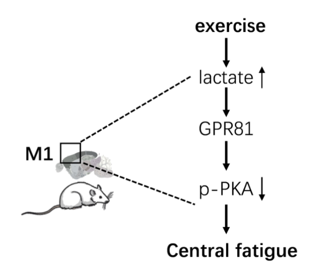 AJP-Regulatory, Integrative Comparative Physiology tweet media