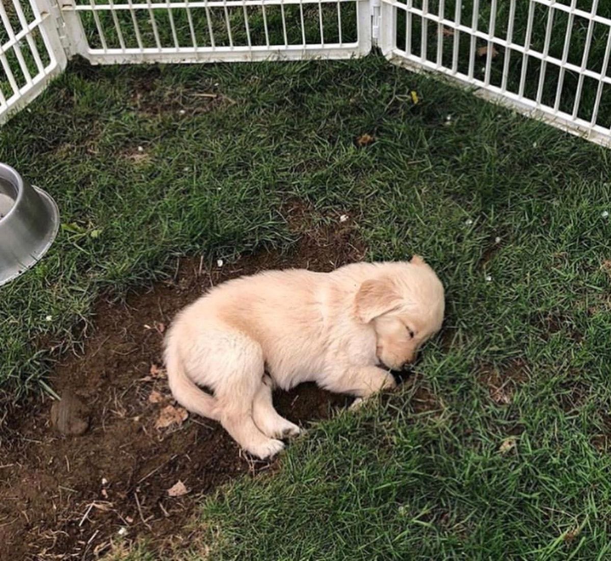 💖 (@twaniimals) on Twitter photo 