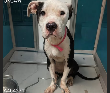 HollywoodDogs's tweet photo. Olive, a 3-year-old Pit Bull mix at a full shelter in #OklahomaCity, #OK, needs a forever home, a foster home, or rescue https://t.co/6l3YDY19cD #URGENT #PitBull #AdoptableDogofDay 🐶 https://t.co/02DFez3PuT