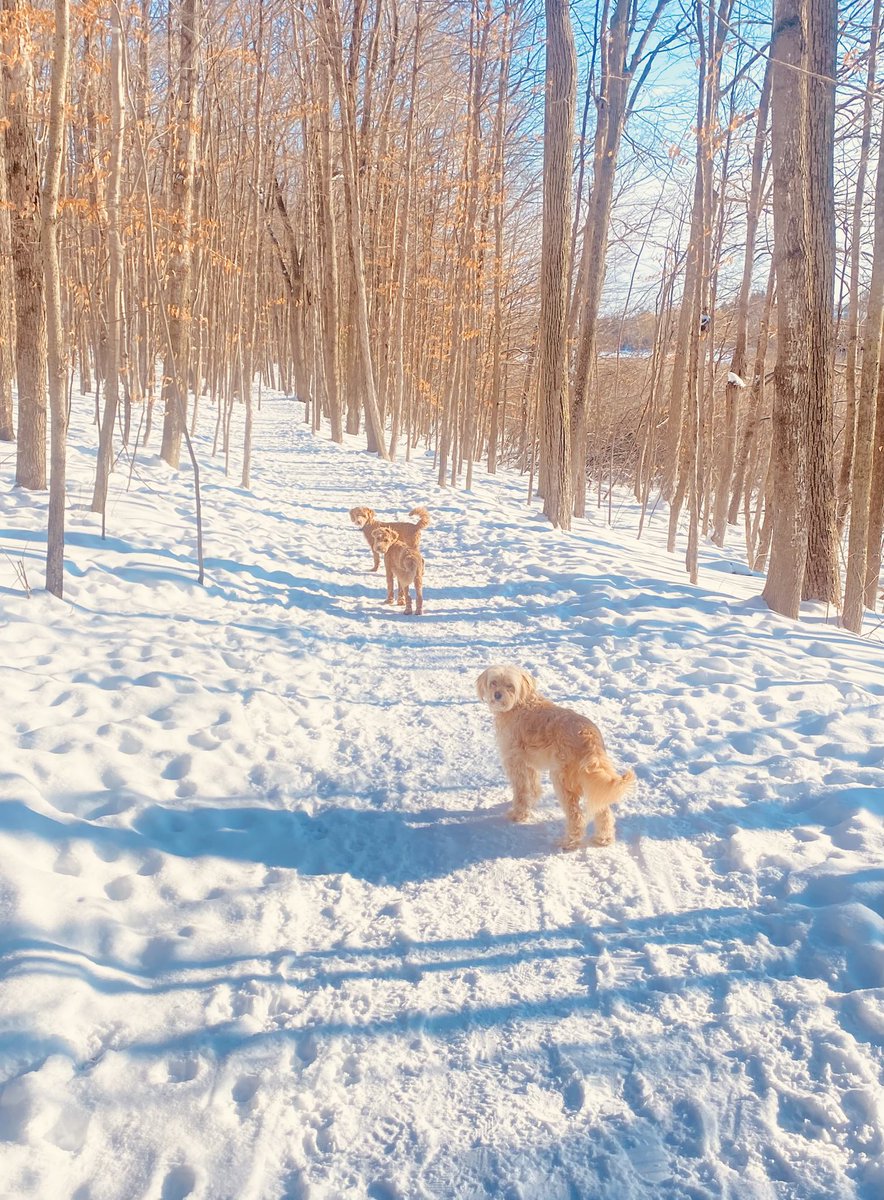 sharon fine-begin tweet media