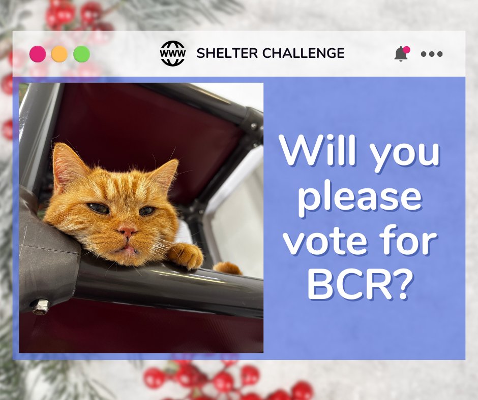 BlindCatRescue's tweet image. Resolutions For Rescue Shelter Challenge is here! ✨ Vote for blind, FELV+, &amp;amp; FIV+ cats—it's free &amp;amp; quick! Daily votes help them win! 😺 🐾

🔗 VOTE: bit.ly/3Ue7TmV
📧 Need a reminder? Email: blindcat@blindcatrescue.com

Thank you so much for helping the kitties! 💙