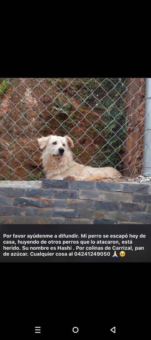 Reenviado.  Extraviado. Gracias. 🐶🐾🙏💔😔