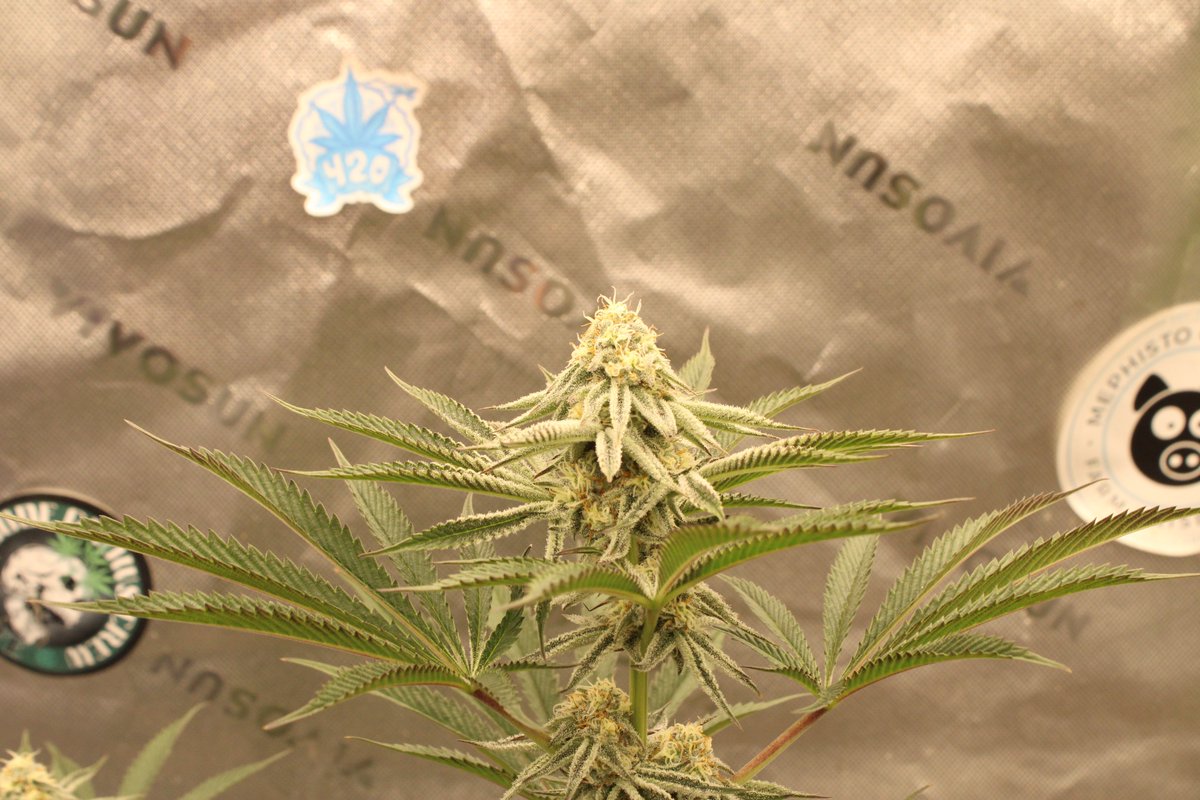 Rooted Meds tweet media