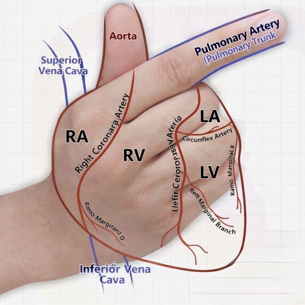 OGdukeneurosurg's tweet image. A hand with the heart