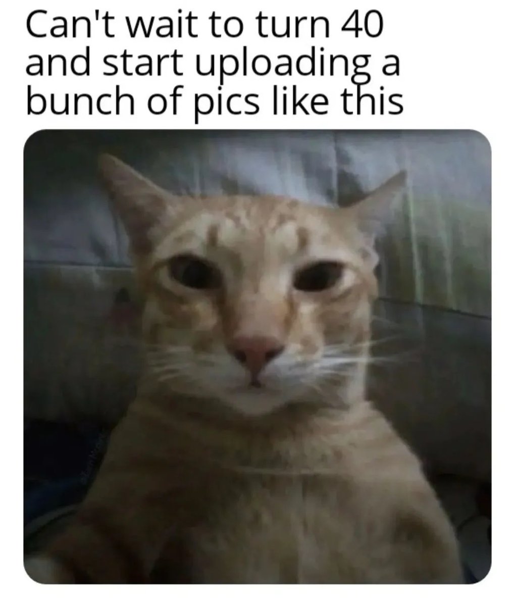 literallymecats's tweet image. 