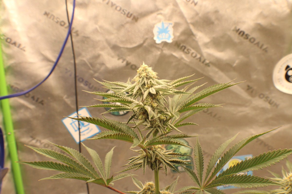 Rooted Meds tweet media