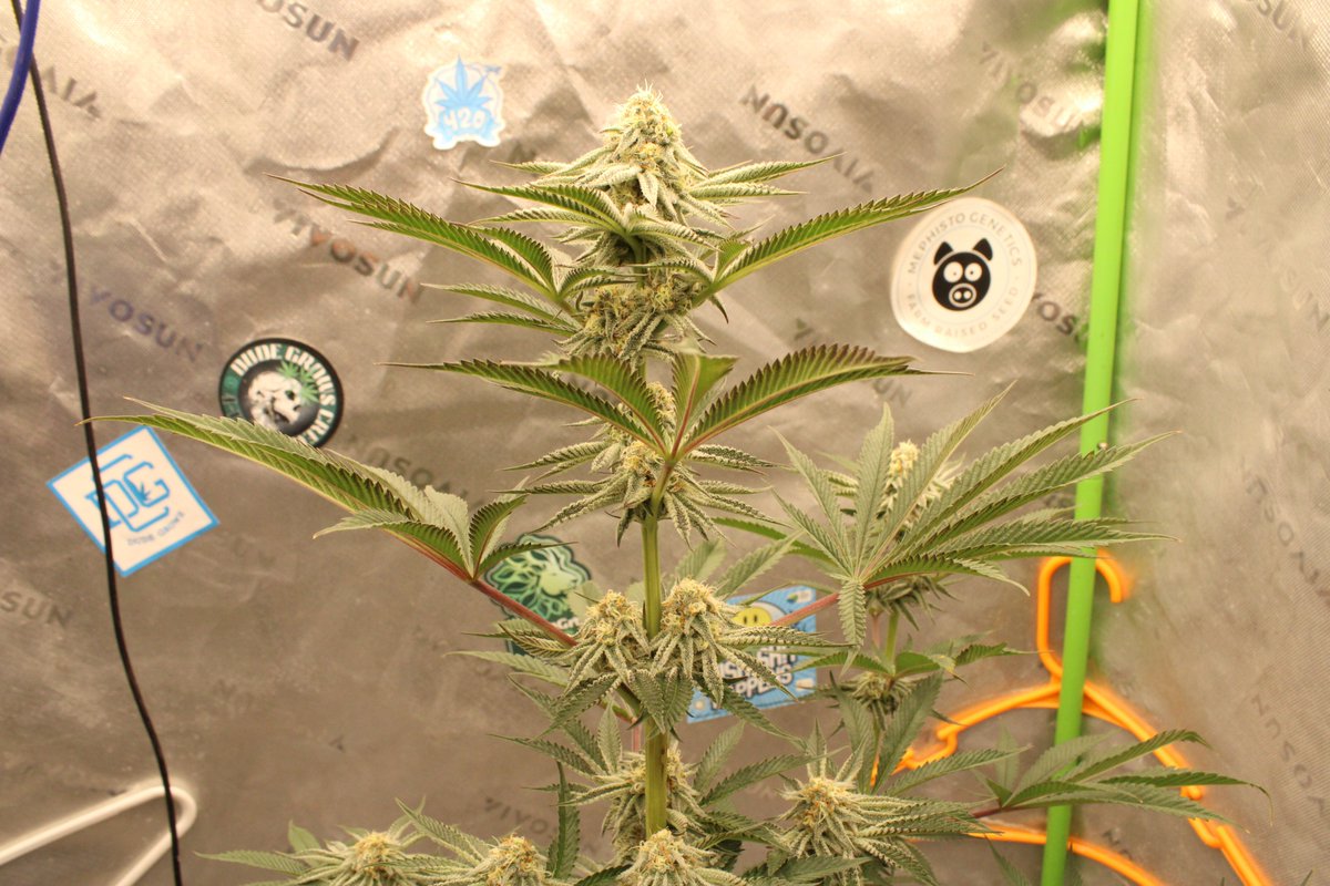 Rooted Meds tweet media