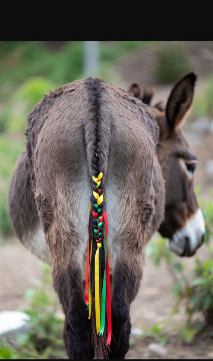 Saç örmek moda olmuş