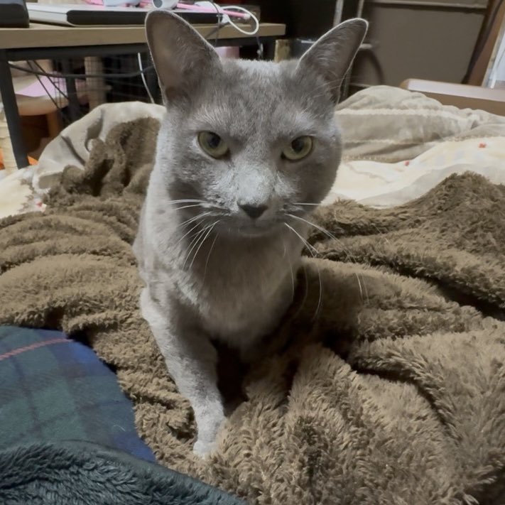 ロシアンブルー