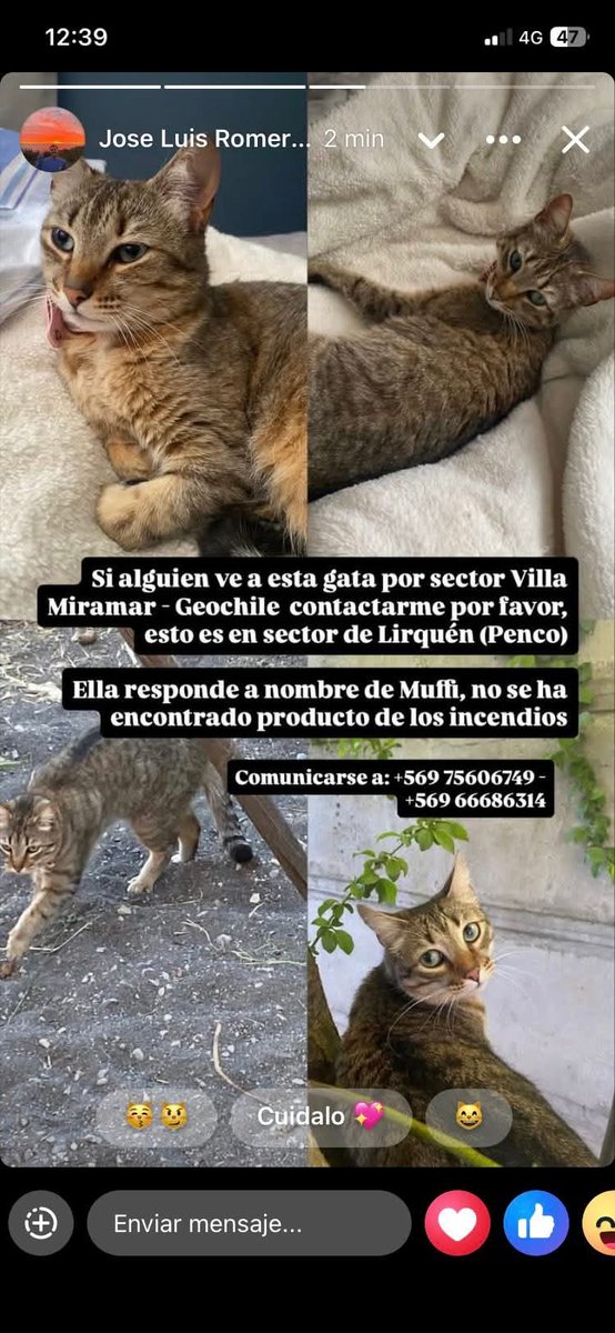 Yo solo difundo, no es mi mascota ni vivo en la zona #Lirquén #Penco #Concepción #Incendios #Tomé #PuntadeParra