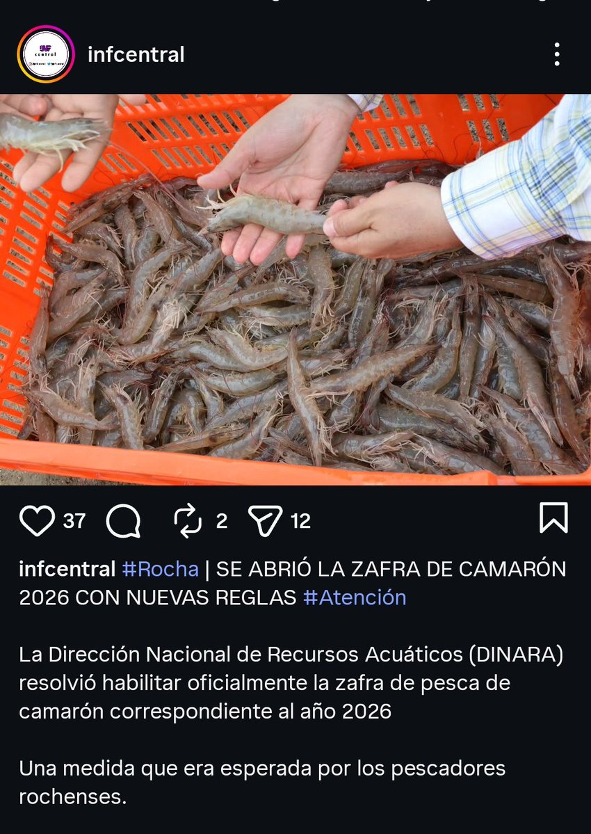 t0mjoad's tweet image. Apareció temprano el camarón este año. No se dejen robar, pero no dejen de probarlo tampoco. En el puente del arroyo valizas en ruta 10 es donde se debería conseguir más barato.