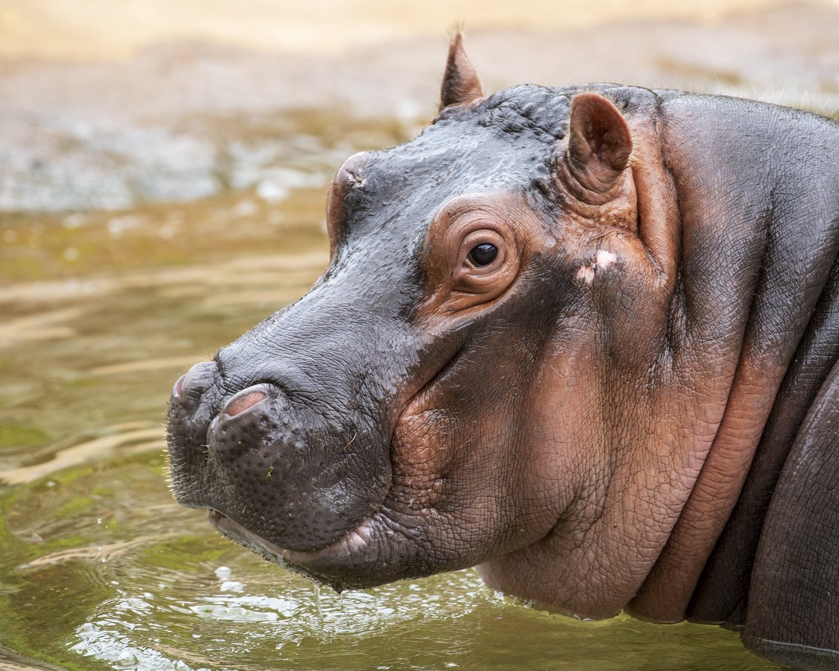 Mr. Holga tweet media