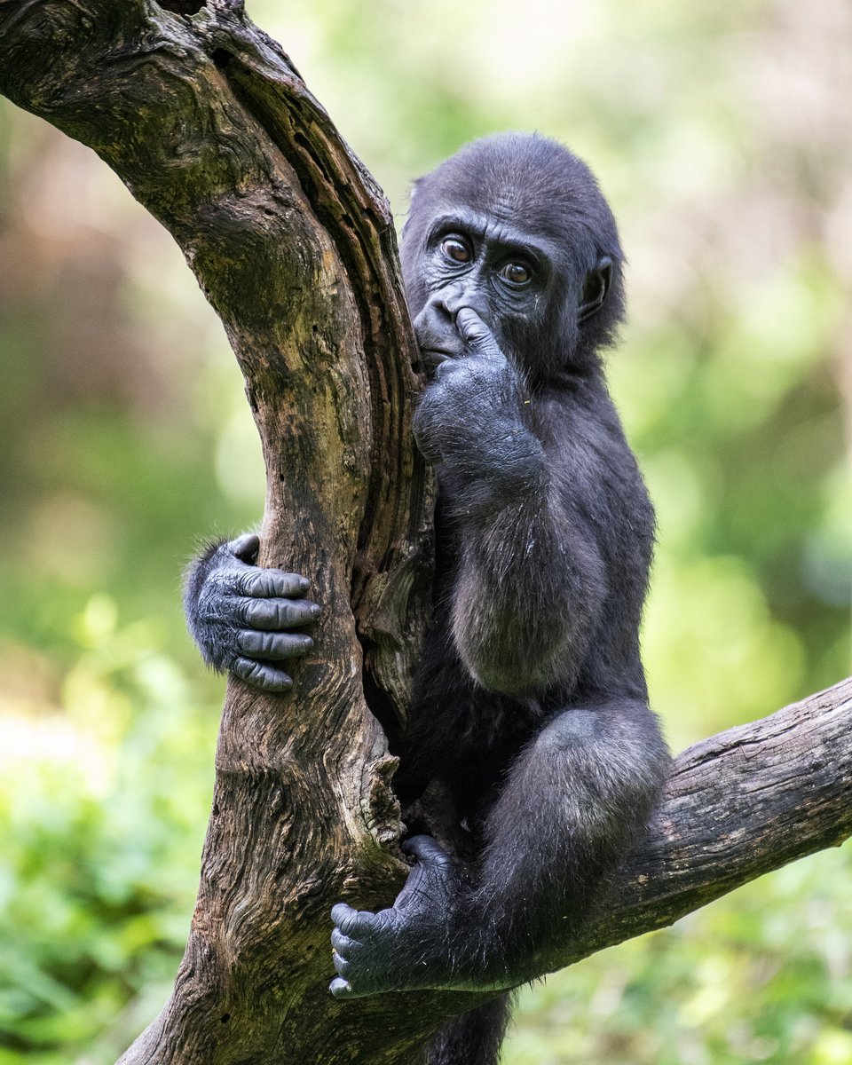 Mr. Holga tweet media