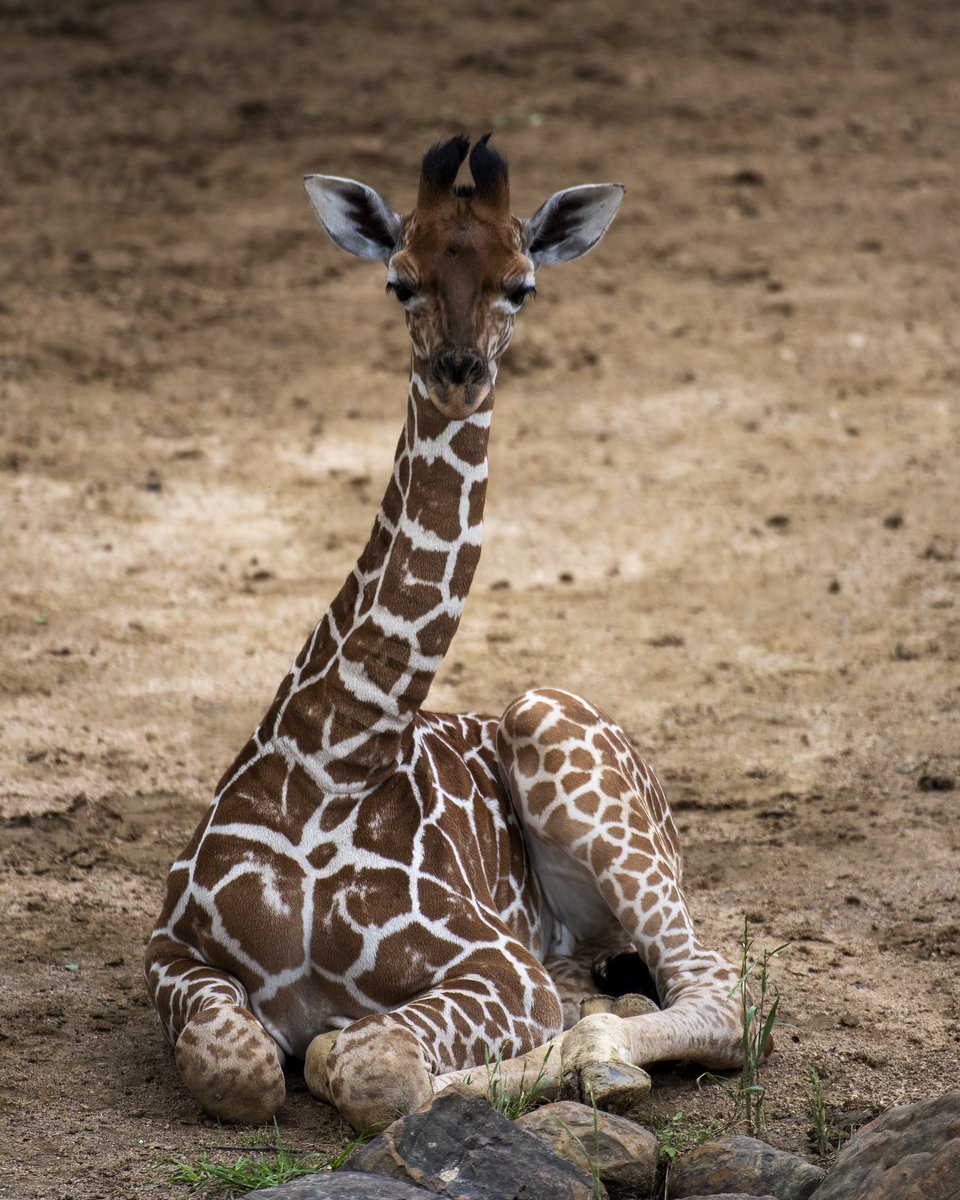 Mr. Holga tweet media