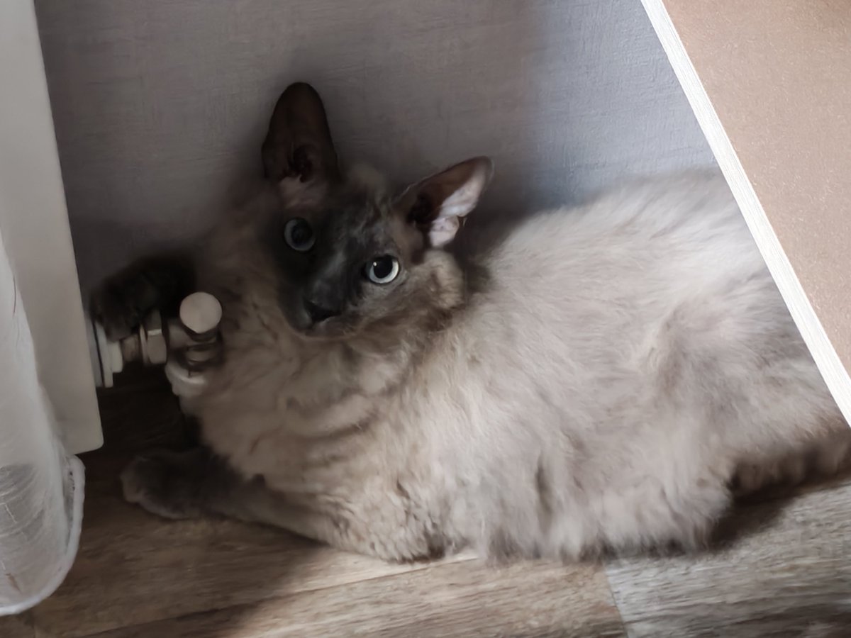 InnaEdgn's tweet image. 🐾🐾🐾