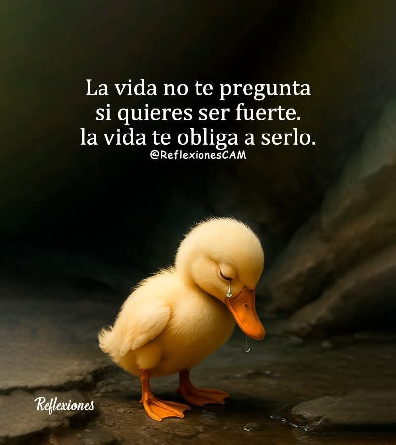 VidaEquilibrad4's tweet image. 