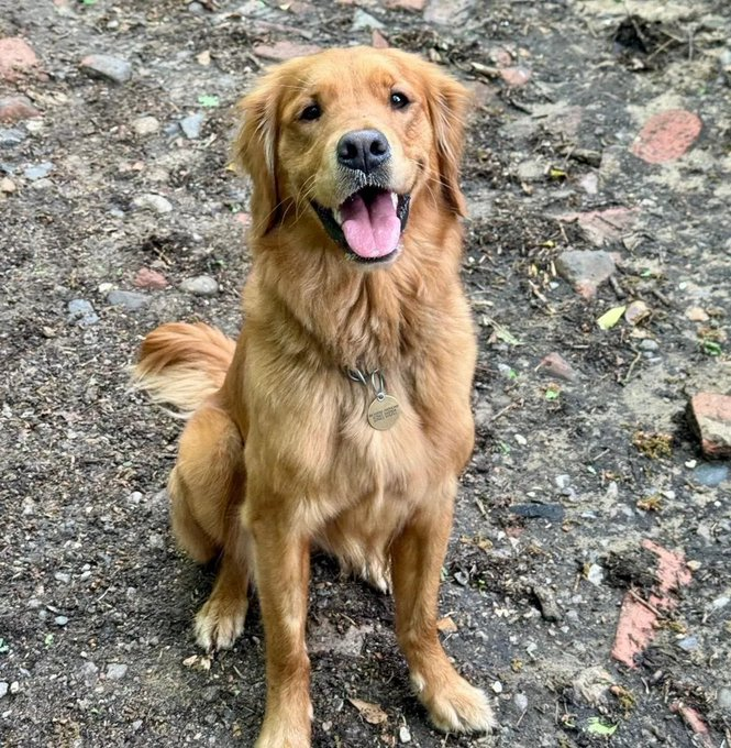 chris towers tweet media