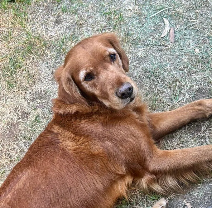 chris towers tweet media