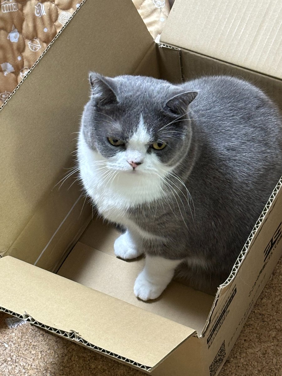 体調がいいことに、こんな時間までむちゃくちゃ編んでました！ハングマンストラップをズボンループに全部つけたらスタンド使いみたいでかっこいいかも！複数本持つのもいいね

そして家の中で捨て猫（風）を見つけました！
ブスッとしてるなぁ
#ブリティッシュショートヘア
#猫
#捨て猫ではありません