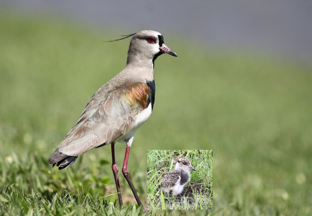 Wader Quest tweet media