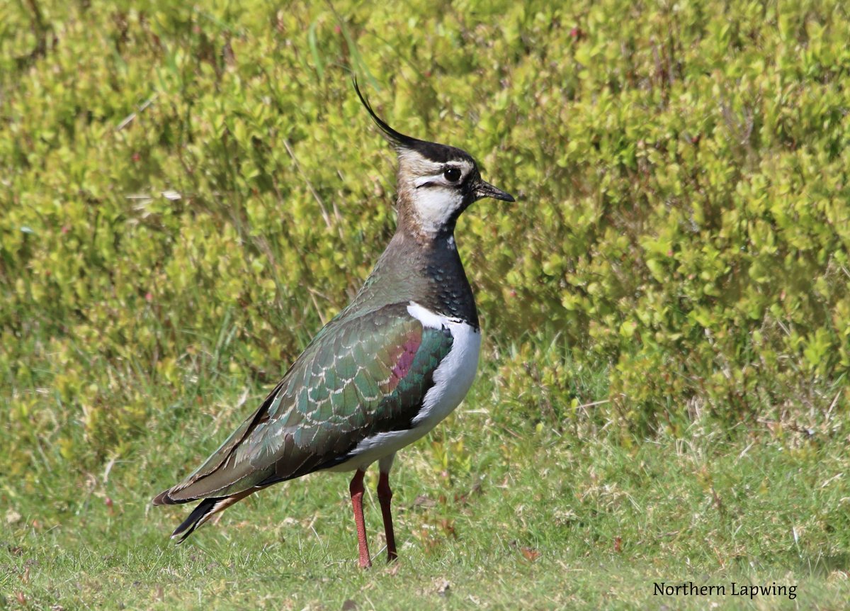 Wader Quest tweet media