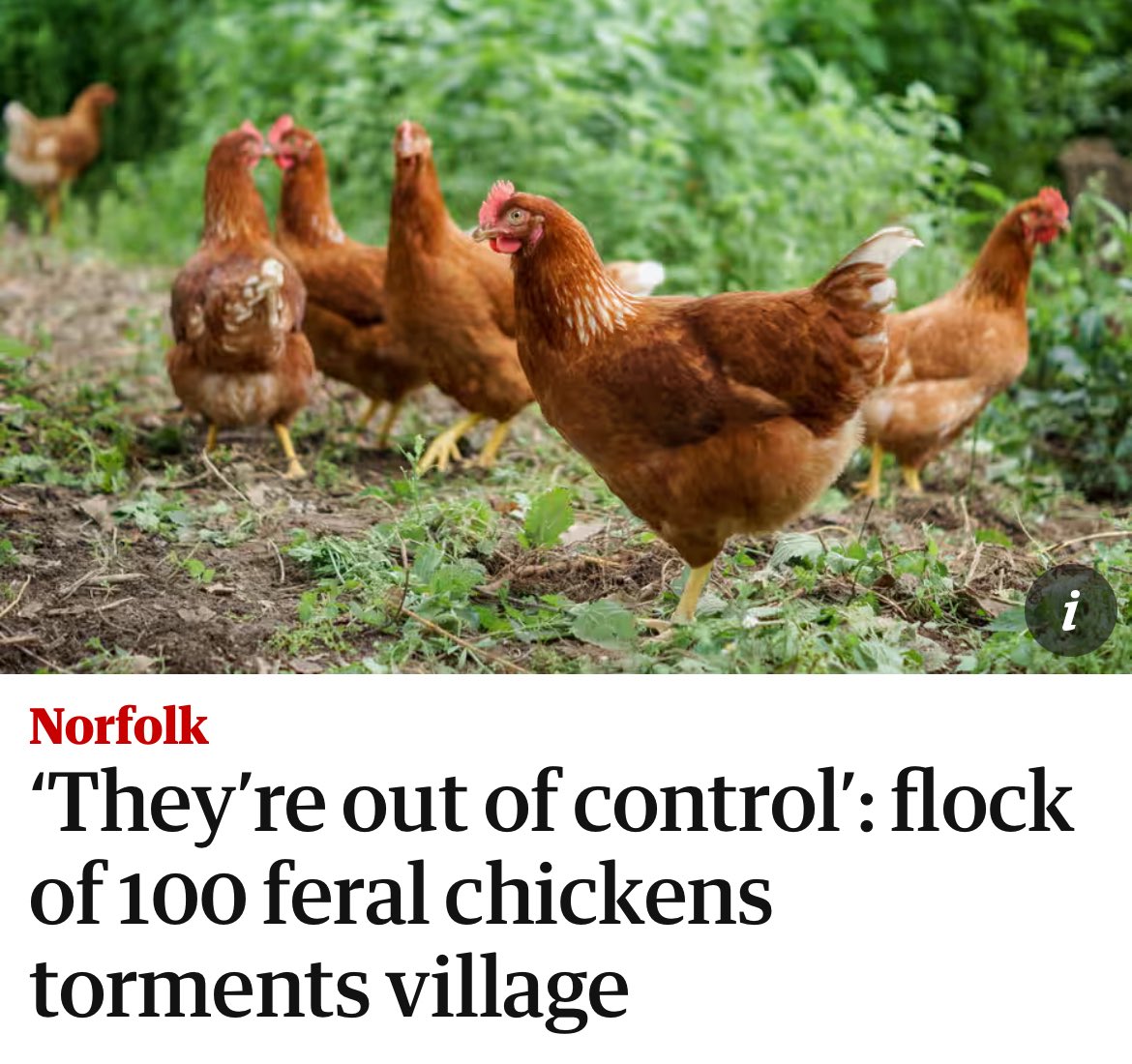 ash 🪿 tweet media