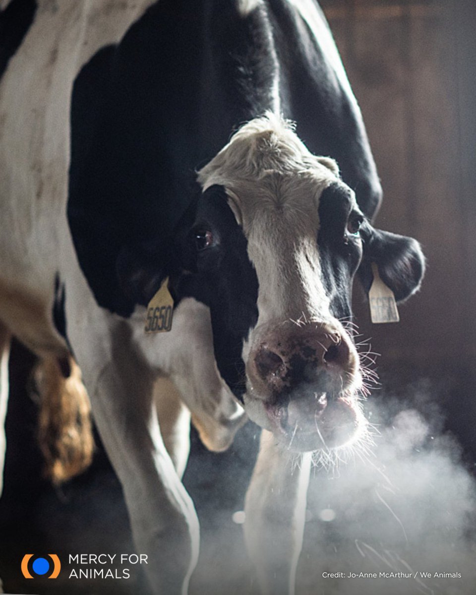 As Winter Storm Fern moves in this weekend, many of us will stay warm and safe indoors. But millions of farmed animals won’t have that choice. They’re left exposed to freezing temperatures, and many are still transported long distances in dangerous weather.

#WinterStormFern