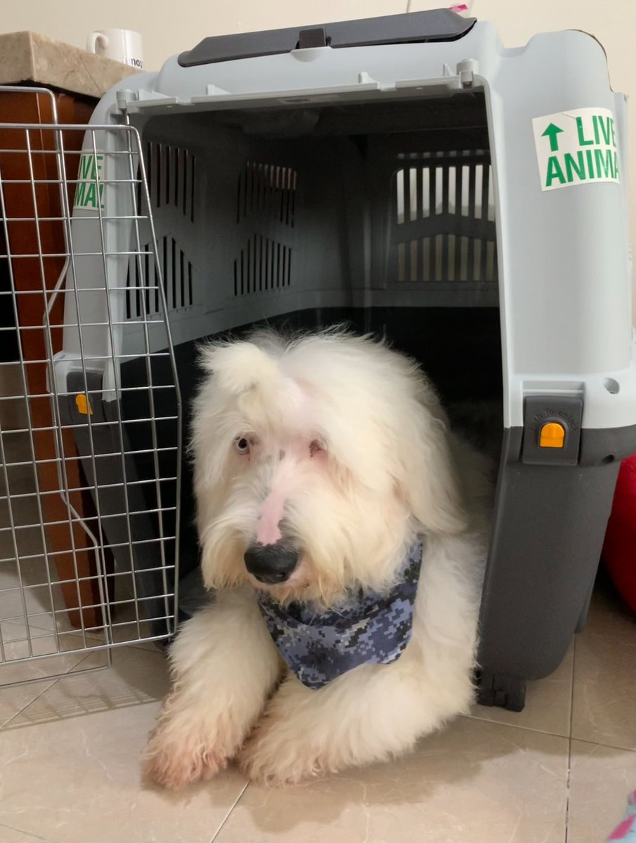 rodosalinas's tweet photo. Hilo 🧵 | Solicitud de excepción / solución por transporte de mascota – Viaje MEX–LIM–LPB (04-feb-2026) LA2471 | Compra 23-nov-2025 | Reserva CXYMXI @profeco @LATAMAirlines https://t.co/BokZfG72NP