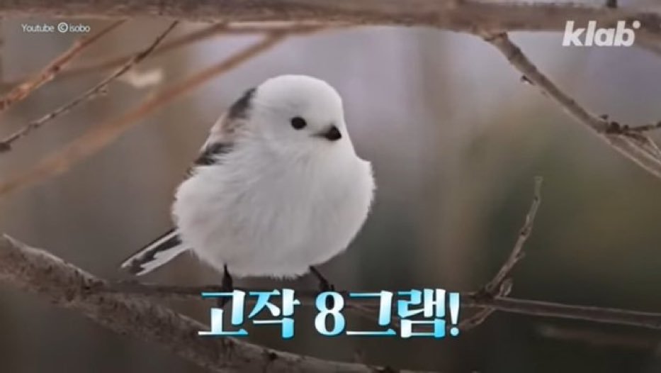 Anpudog's tweet image. 나에게 드디어 뱁새 트친이..! 아껴왔던 짤입니다