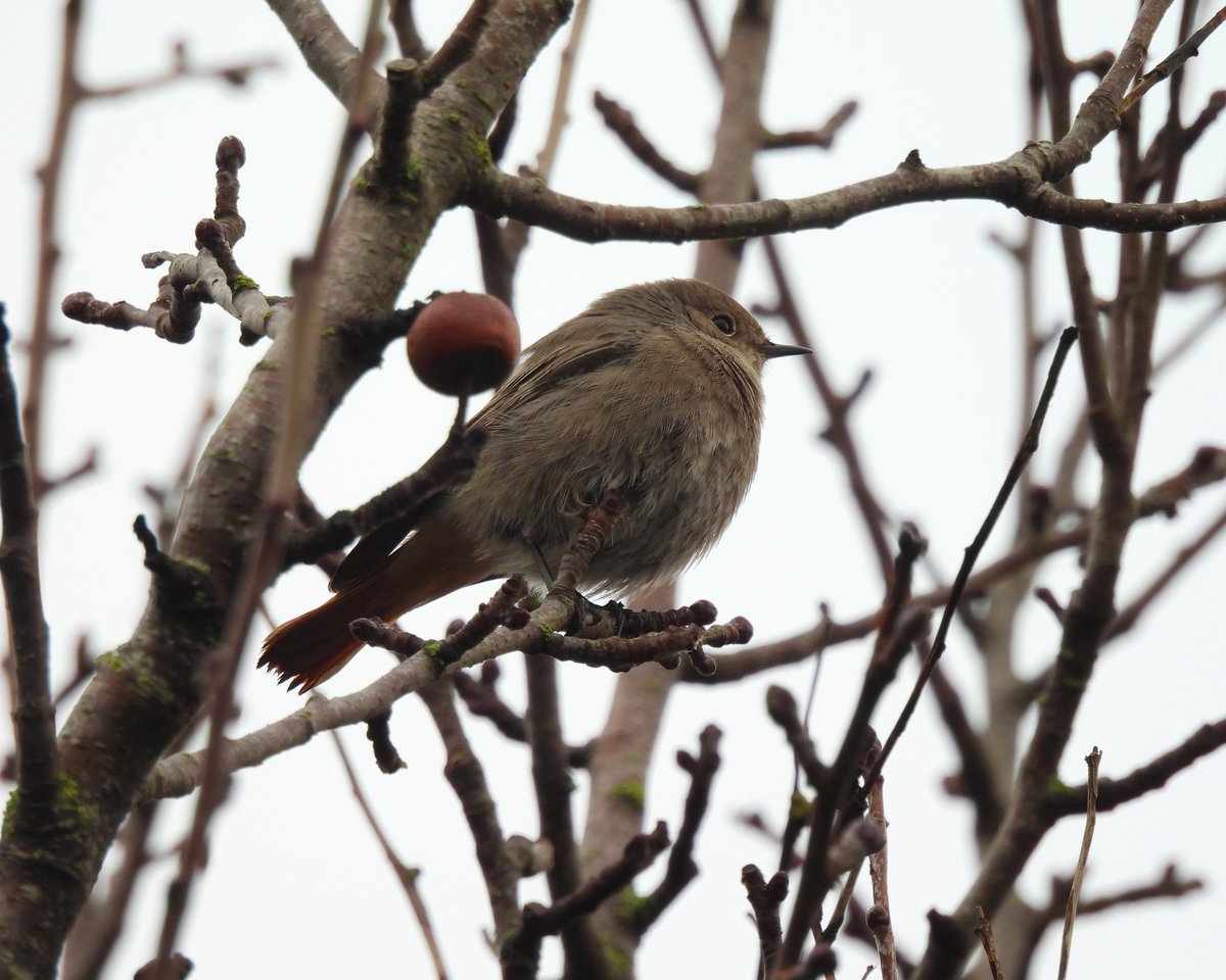 Dave Boult tweet media