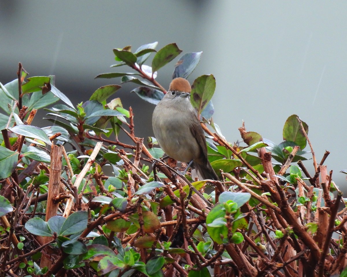 Dave Boult tweet media