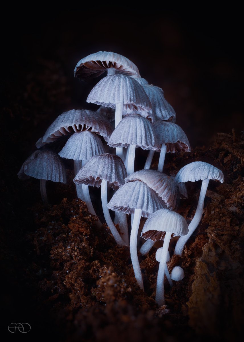 Project Noah tweet media