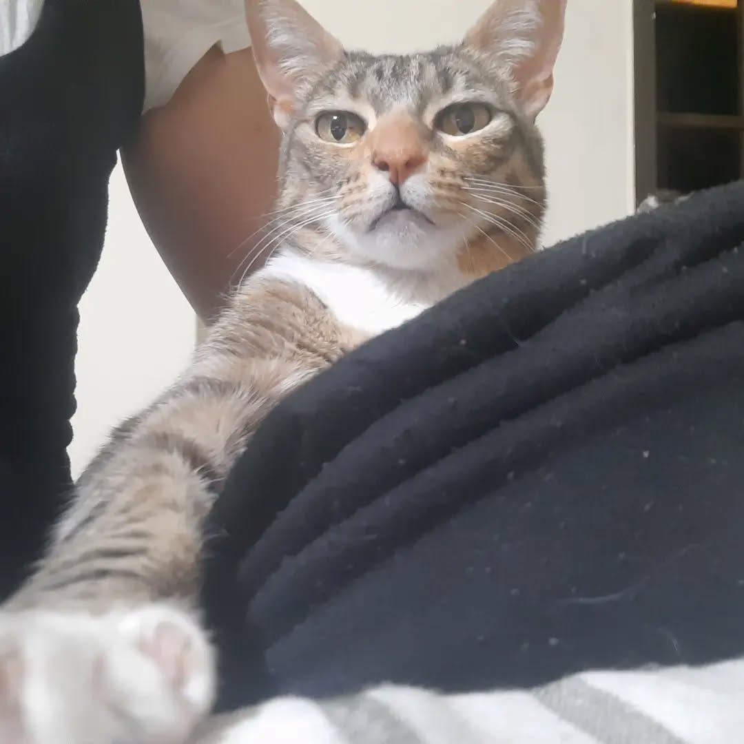 ax951's tweet image. - que dijo?