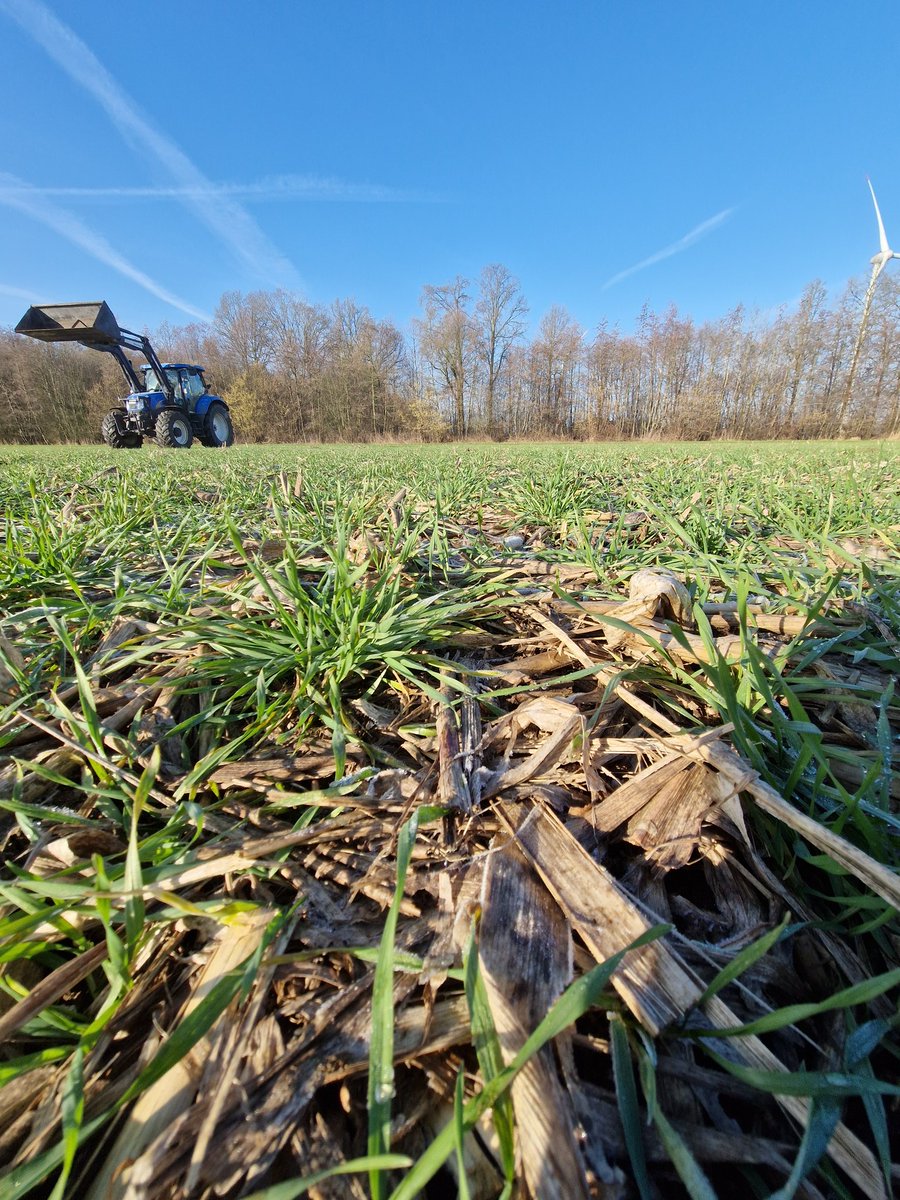 Puckki's tweet photo. #Triticale in #Direktsaat . https://t.co/ZZSwgVxB2I