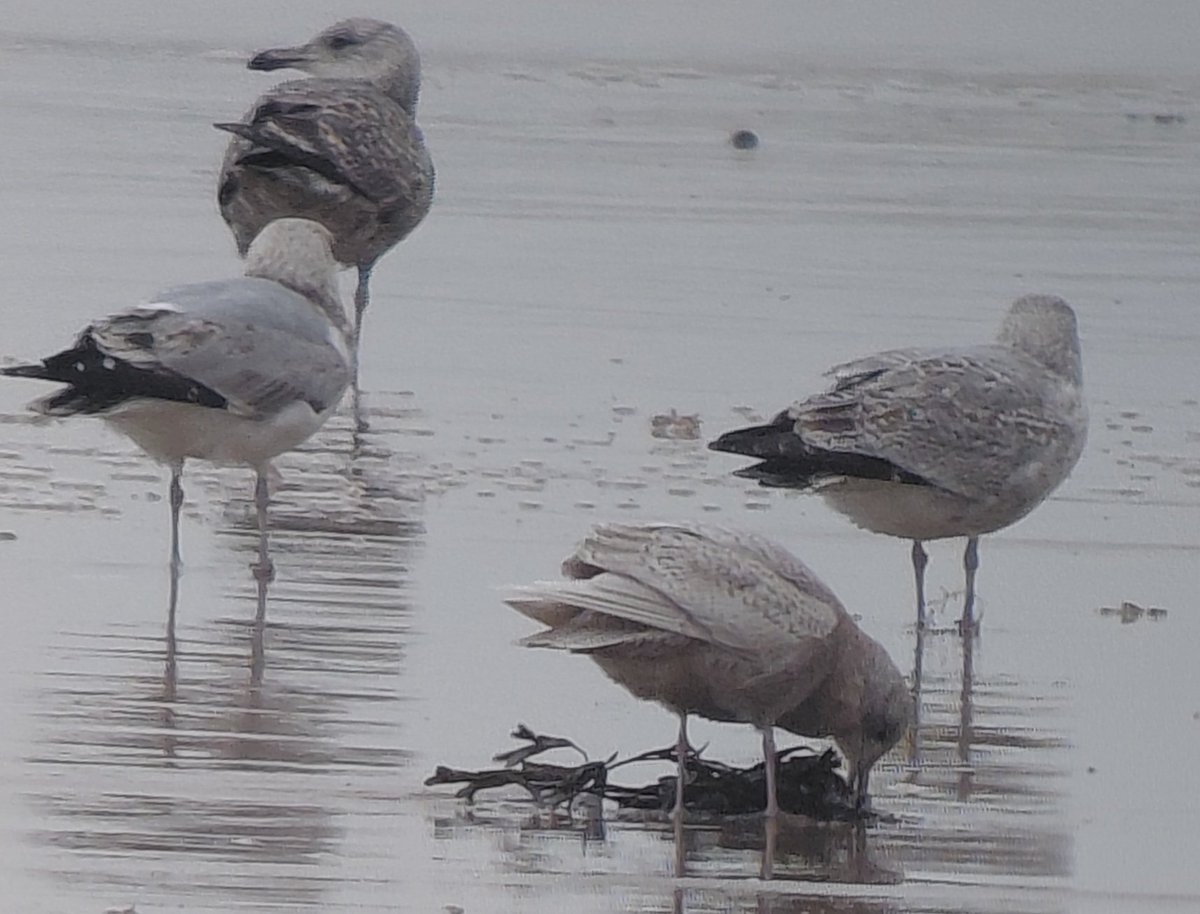 JeremyGaskell's tweet image. Delicate markings are detectable on the wing-coverts and tail of the 1st- winter Iceland Gull that has taken up residence at Sea Palling on the Norfok coast.