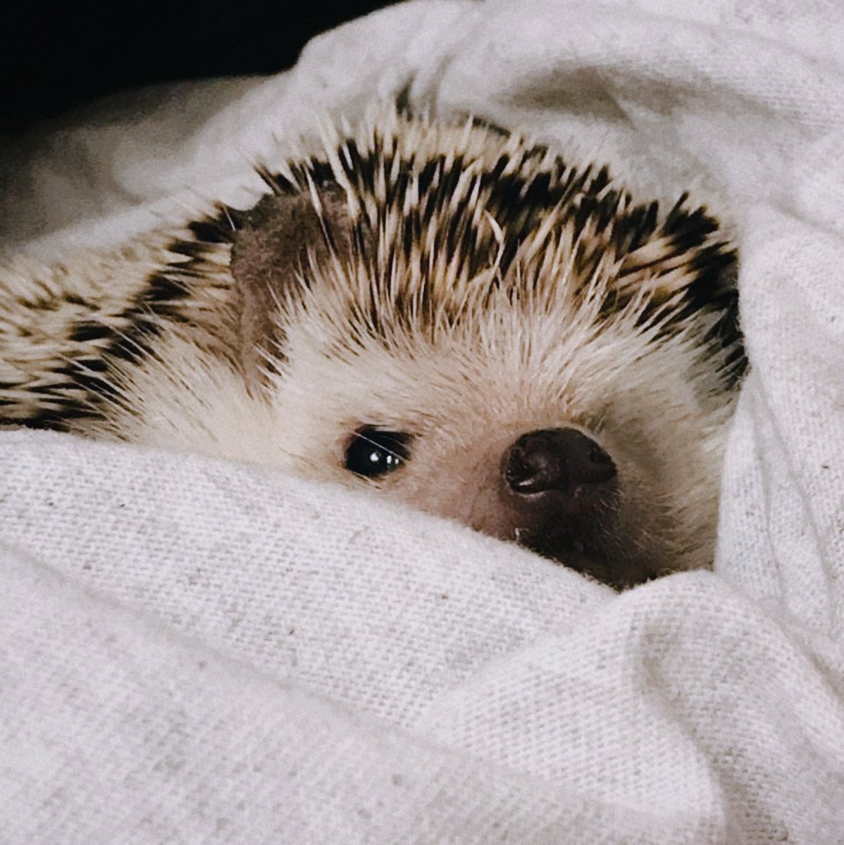 Se lo presenta. Nyx: el erizo con el peor despertar del mundo.