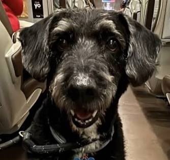 Ayer, Agentes Medioambientales adscritos a la zona de #Adamuz localizaron a #Boro, el perro perdido en el accidente ferroviario y por el que su dueño hacía un llamamiento para su búsqueda. No fue posible atraparlo.