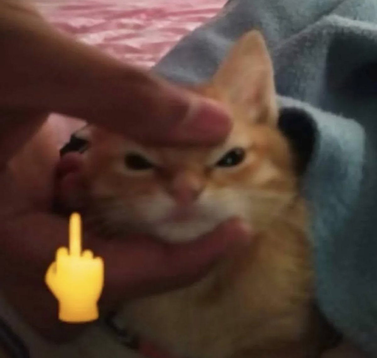 gatinarios's tweet image. 😾🖕