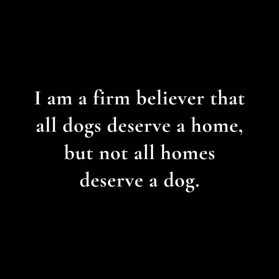 HeckinGoodDogs's tweet photo. https://t.co/A41lW2hPoa