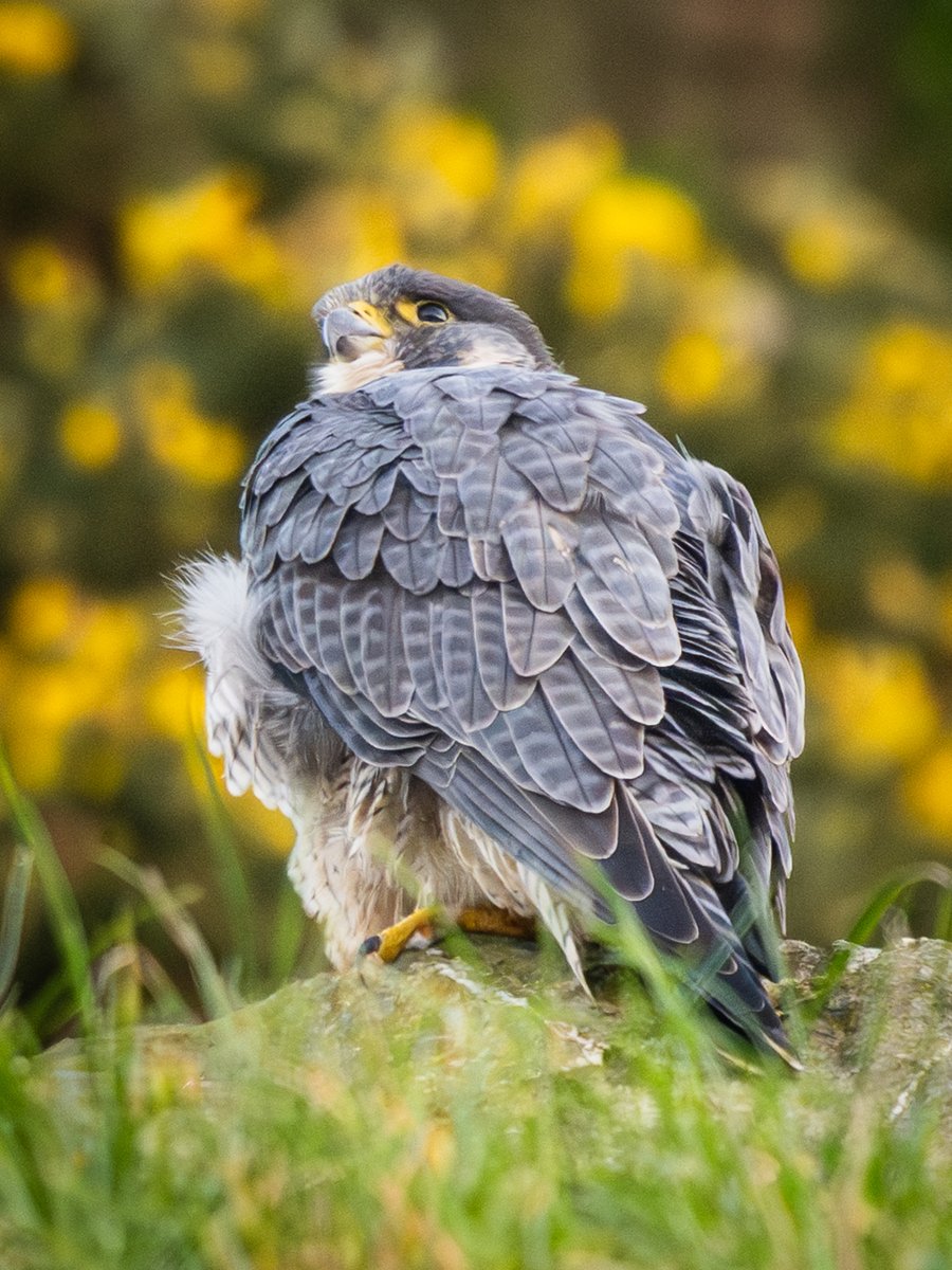 manxmannin's tweet image. Adult Female Peregrine Falcon, 2025 #isleofman 🇮🇲