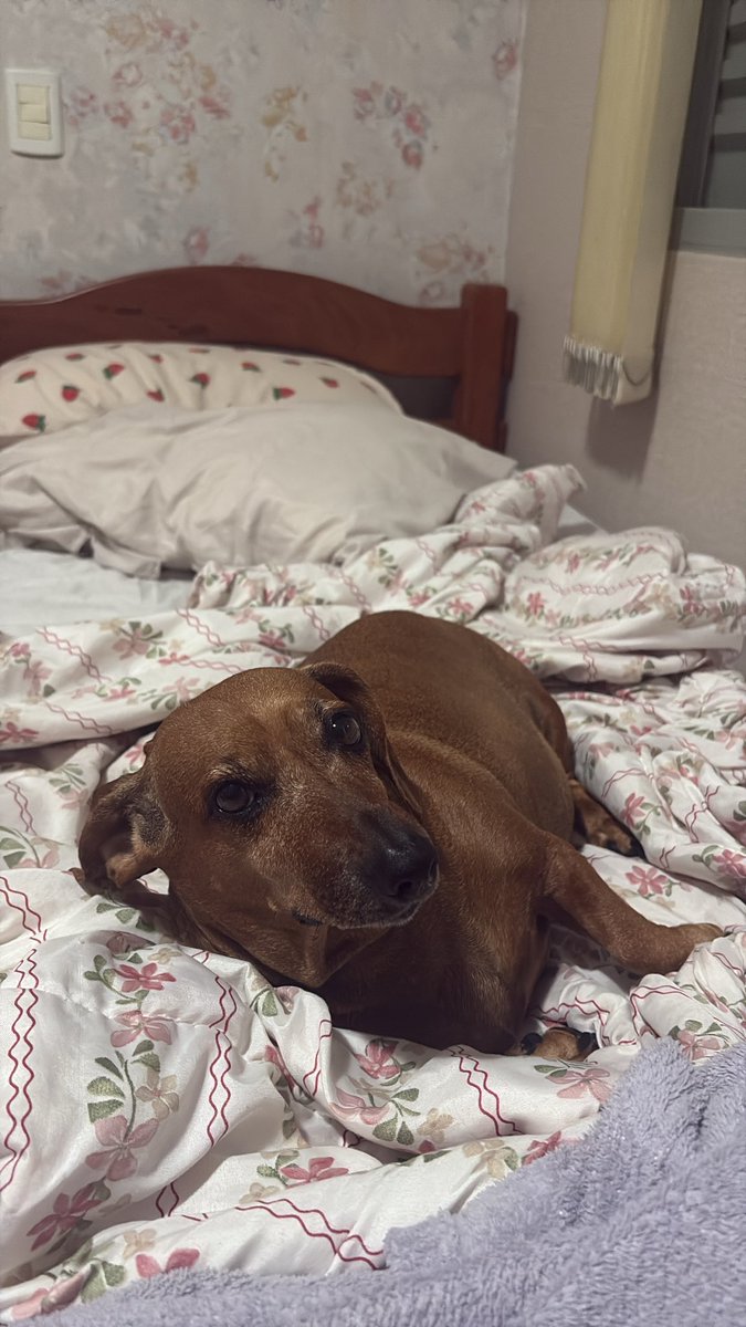 V1torial's tweet image. AJUDA URGENTE 🆘
Essa é a Nina
Ela está com uma INFECÇÃO NO ÚTERO!!! 
Sem a cirurgia, ela pode morrer.
para que isso seja possível 
precisamos arcar com alguns custos 
cirurgia+internação= 3.500 
QUALQUER QUANTIA É BEM VINDA!PRECISAMOS DE AJUDA!🆘
PIX: 09618088103 (VITÓRIA)