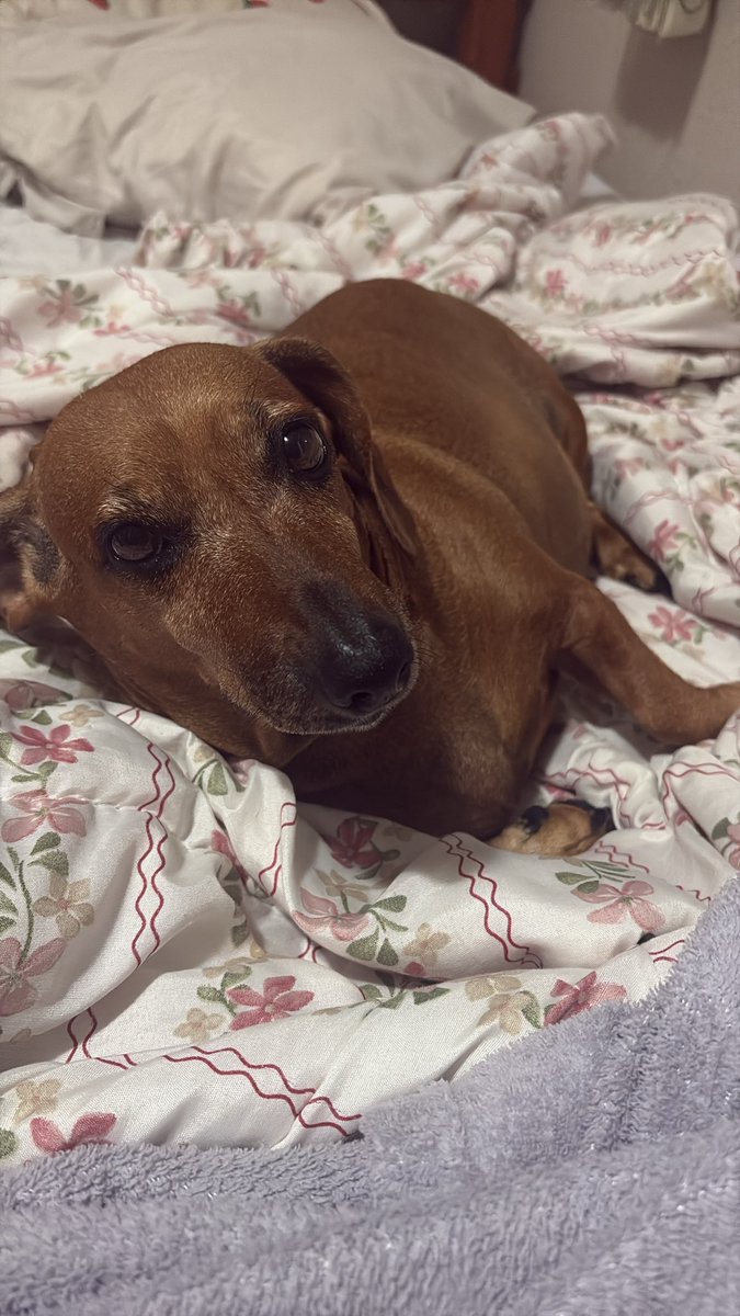 V1torial's tweet image. AJUDA URGENTE 🆘
Essa é a Nina
Ela está com uma INFECÇÃO NO ÚTERO!!! 
Sem a cirurgia, ela pode morrer.
para que isso seja possível 
precisamos arcar com alguns custos 
cirurgia+internação= 3.500 
QUALQUER QUANTIA É BEM VINDA!PRECISAMOS DE AJUDA!🆘
PIX: 09618088103 (VITÓRIA)