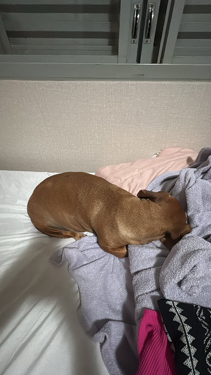 V1torial's tweet image. AJUDA URGENTE 🆘
Essa é a Nina
Ela está com uma INFECÇÃO NO ÚTERO!!! 
Sem a cirurgia, ela pode morrer.
para que isso seja possível 
precisamos arcar com alguns custos 
cirurgia+internação= 3.500 
QUALQUER QUANTIA É BEM VINDA!PRECISAMOS DE AJUDA!🆘
PIX: 09618088103 (VITÓRIA)