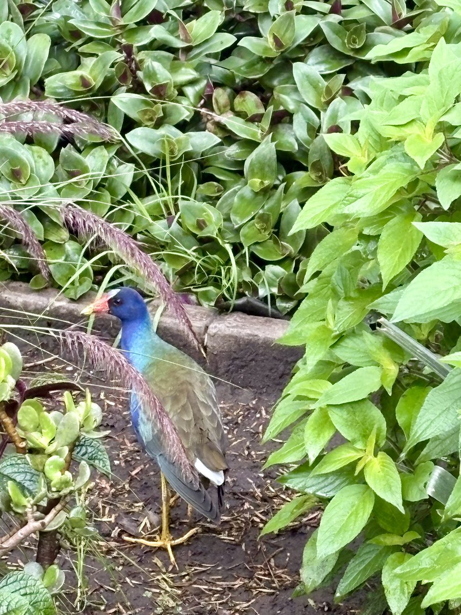 Hoy en la mañana, en el Parque La Carolina, estaba esta preciosa ave, primera vez que la veo. Alguien conoce algún detalle ?