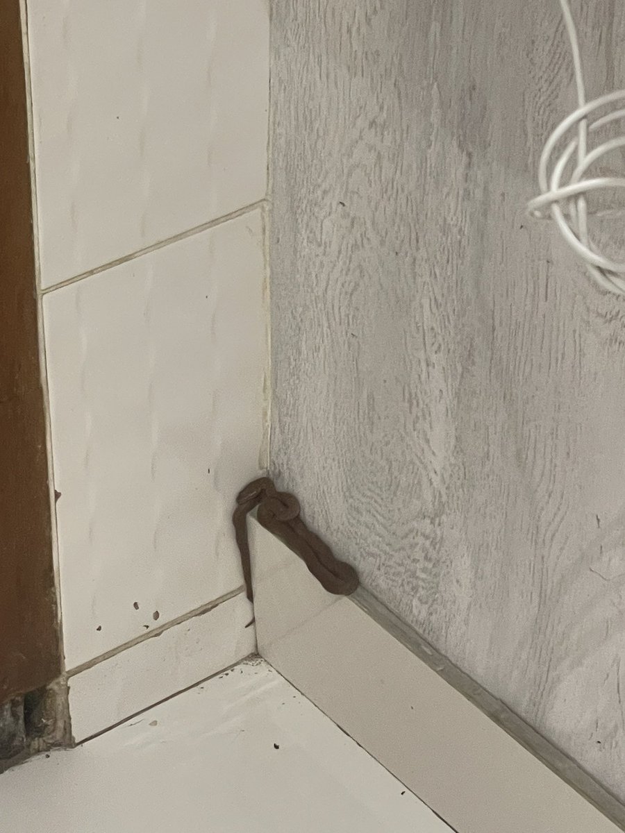 tiredfeminist_'s tweet image. Please tell me why I just found a snake in the kitchen?🤣🤣🤣 See this thing of living on mountains