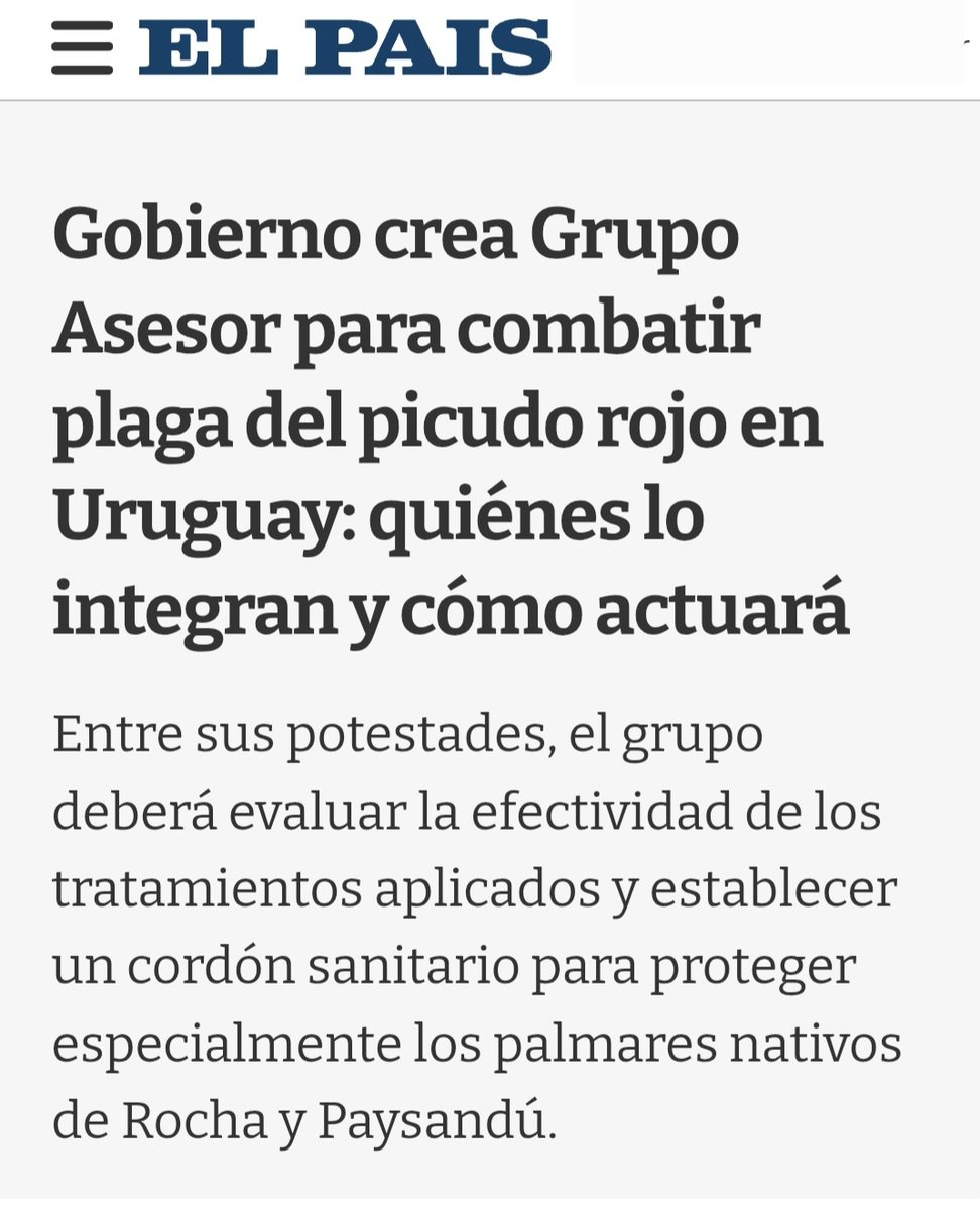 Tanto reclamos que empezaron a preocuparse del tema de la plaga del Picudo Rojo, es necesario declarar la Emergencia Ambiental!

Espero que respondan el 3er pedido de informe que le realizamos al Ministerio de Ambiente, ninguno a respondido aún! share.google/9n1BVYRYTGqjxg…