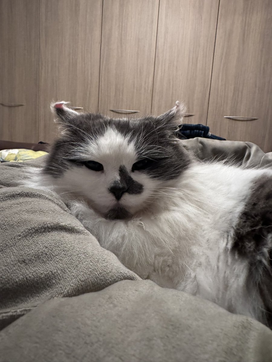 SpanielsSuper's tweet photo. Mum?
Yes Martha?
Is this my bed….. just for me?
Just for you Martha, is it comfy?
Oh yes mum it’s lovely 🥰
#MarthasOwnBed #SafeAndWarm
#MarthasMovingIn https://t.co/TvOjNNdLqM