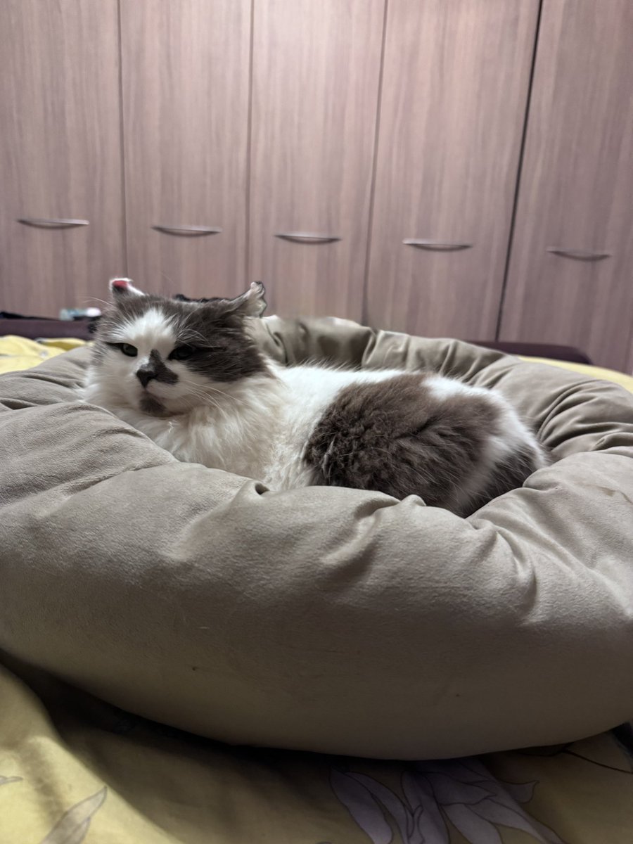 SpanielsSuper's tweet photo. Mum?
Yes Martha?
Is this my bed….. just for me?
Just for you Martha, is it comfy?
Oh yes mum it’s lovely 🥰
#MarthasOwnBed #SafeAndWarm
#MarthasMovingIn https://t.co/TvOjNNdLqM